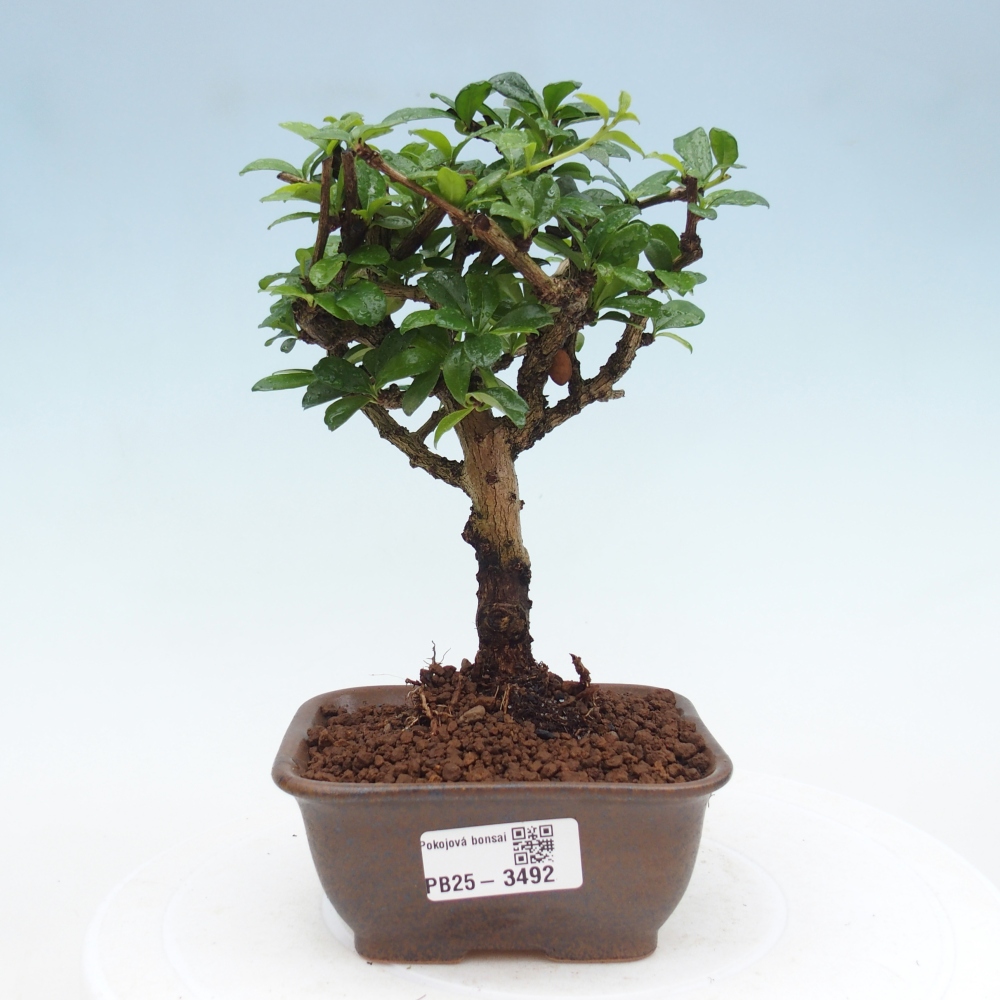 Szobai bonsai - Carmona macrophylla - Tea fuki