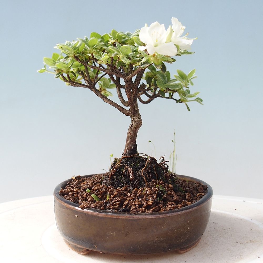 Kültéri bonsai - Rhododendron indicum - japán azálea