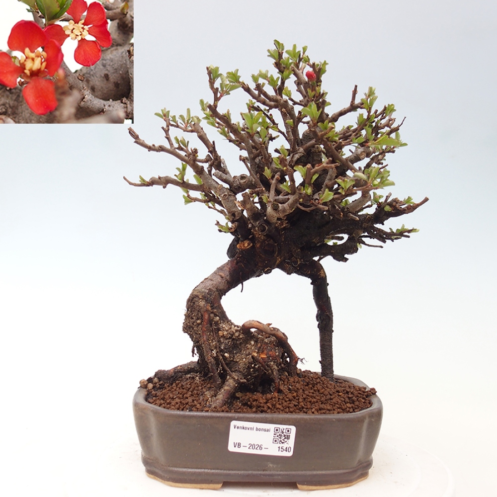 Kültéri bonsai - Chaneomeles speciosa - birs