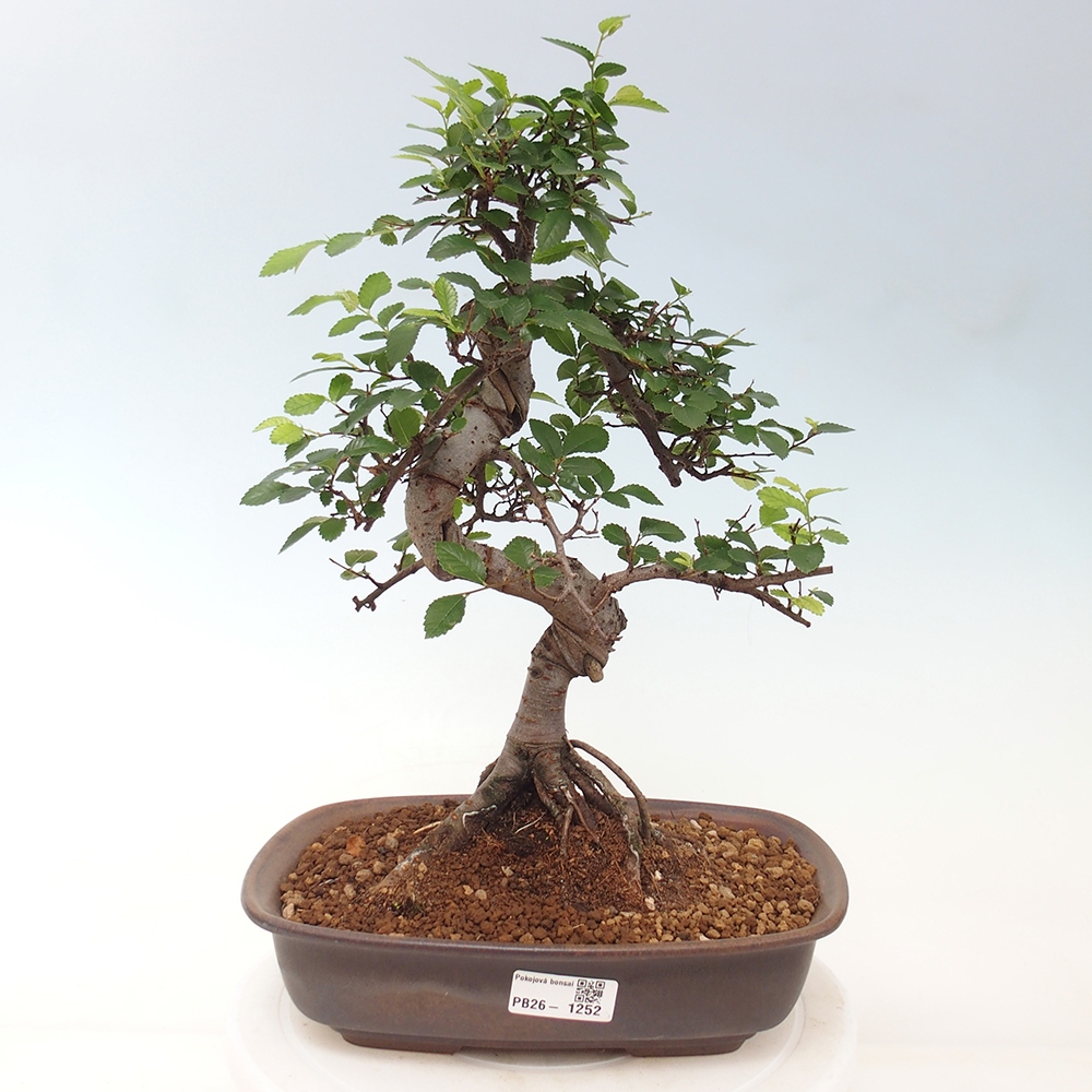 Szobai bonsai - Ulmus parvifolia - Kislevelű szilfa