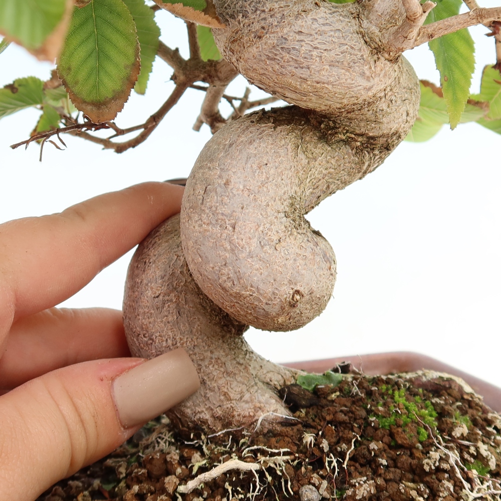 Kültéri bonsai -Carpinus CARPINOIDES - Koreai gyertyánfa