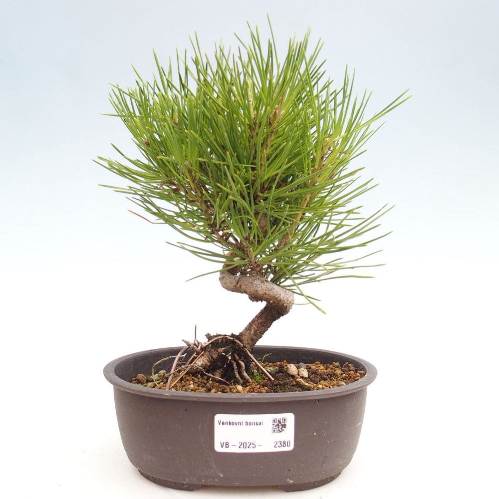 Kültéri bonsai - Pinus thunbergii - Thunberg fenyő