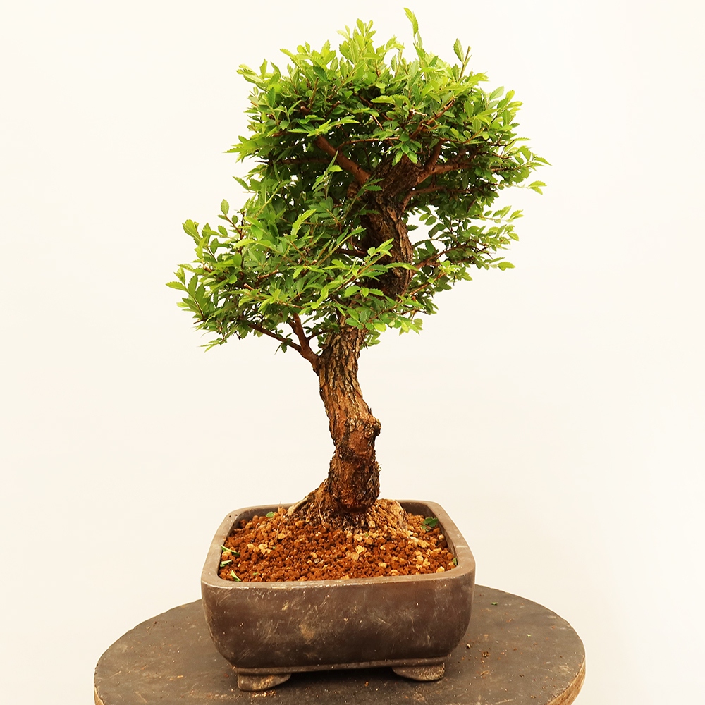 Kültéri bonsai - Zelkova - Zelkova NIRE