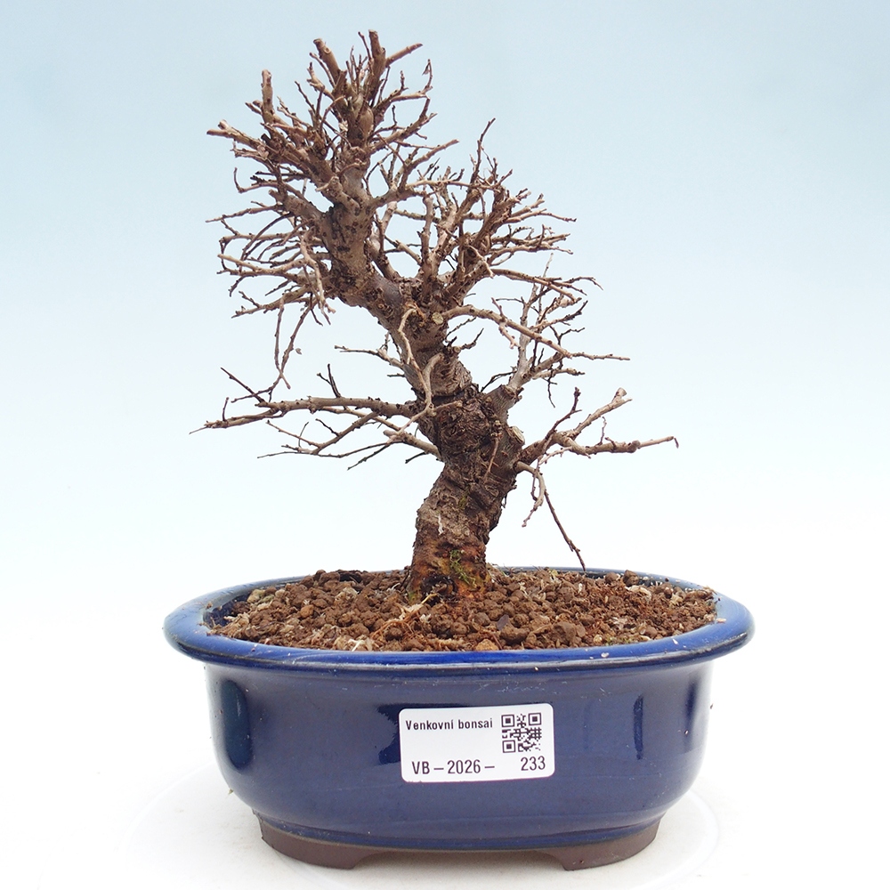 Kültéri bonsai - Zelkova - Zelkova NIRE