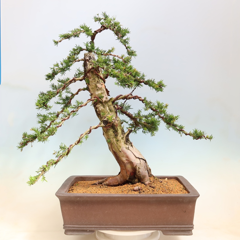 Kültéri bonsai – Taxus baccata – Vörös tiszafa