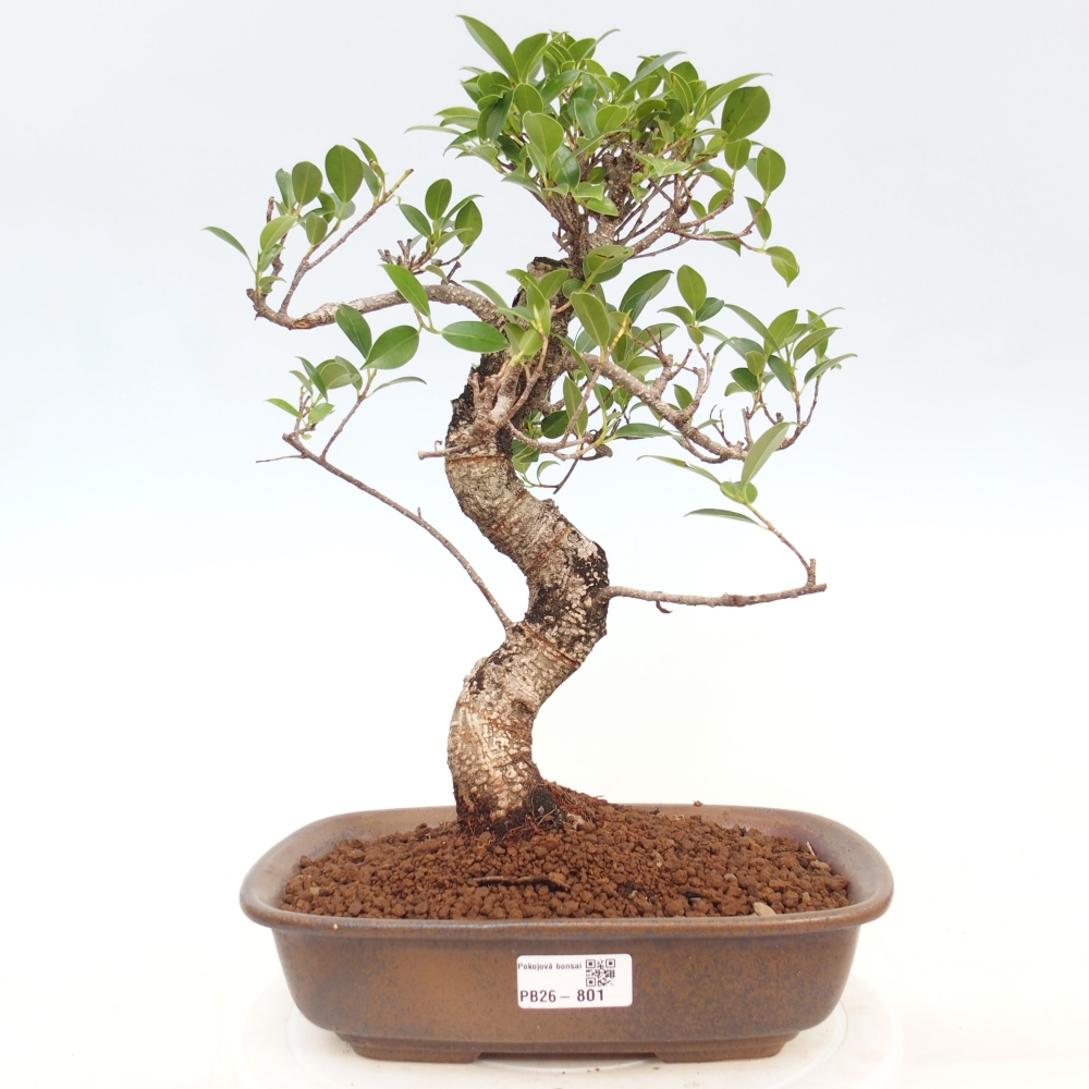 Szobai bonsai - Ficus kimmen - kislevelű fikusz
