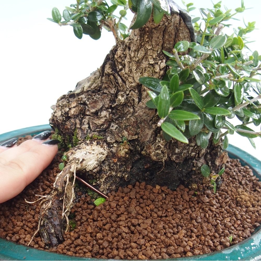 Beltéri bonsai - Olea europaea sylvestris