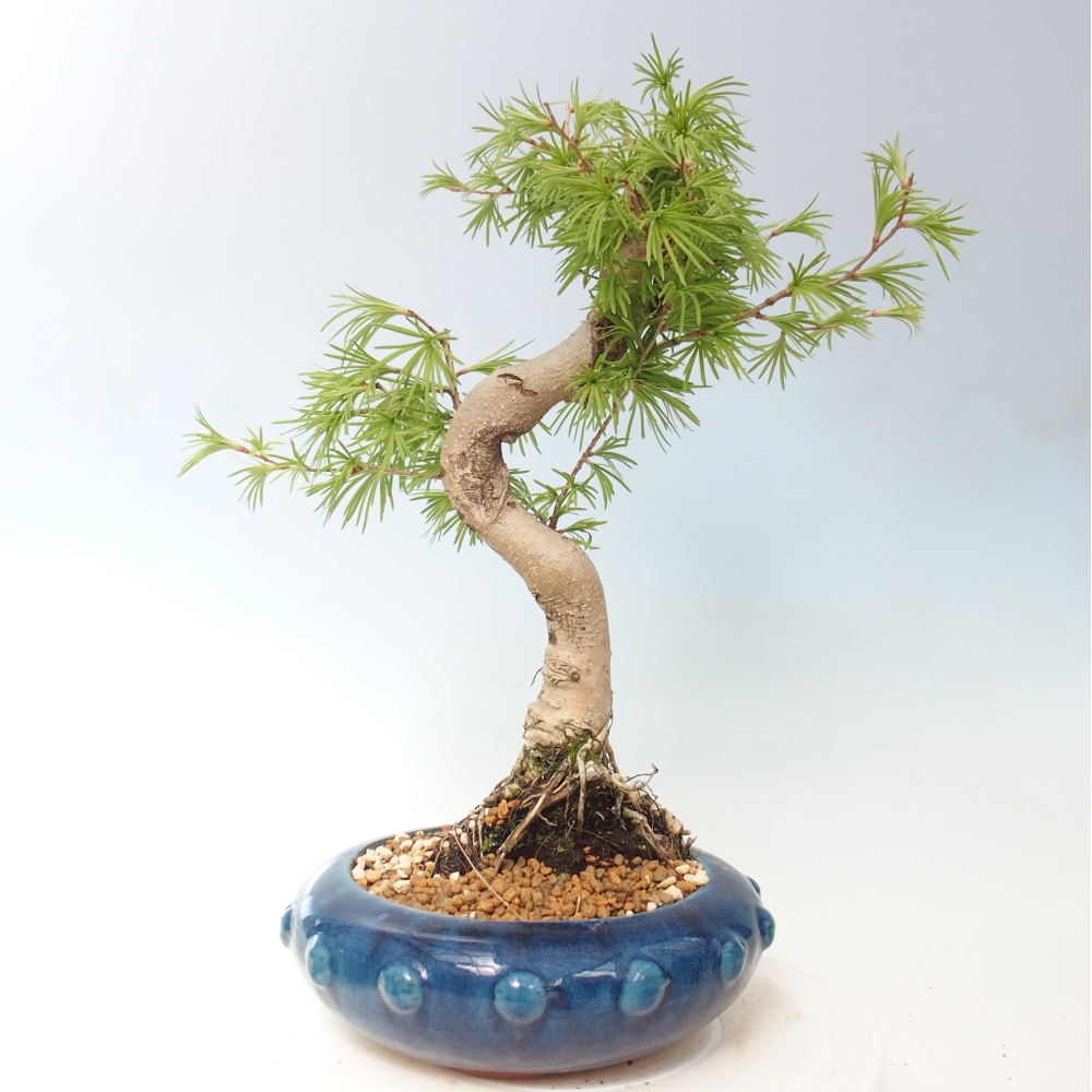 Kültéri bonsai -Pseudolarix amabis-Pseudolarix amabis-Pseudolarix amabis