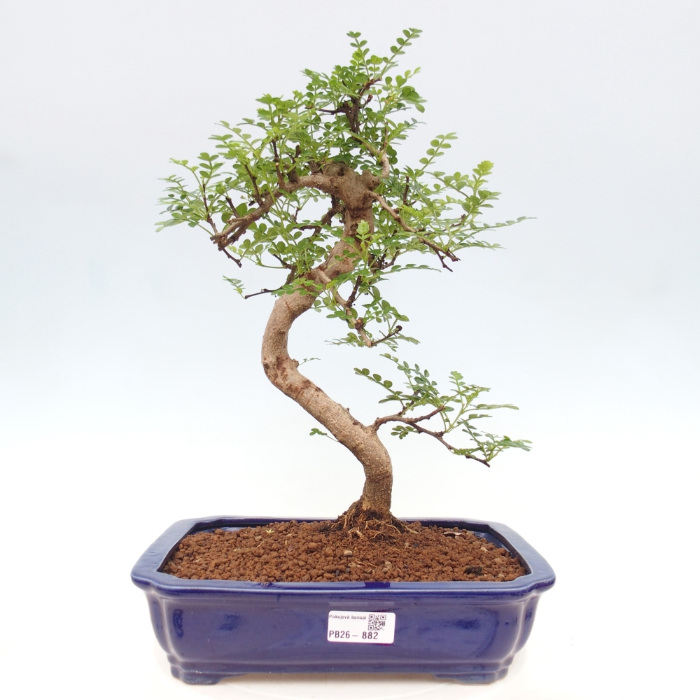 Szobai bonsai - Zantoxylum piperitum - borsfa