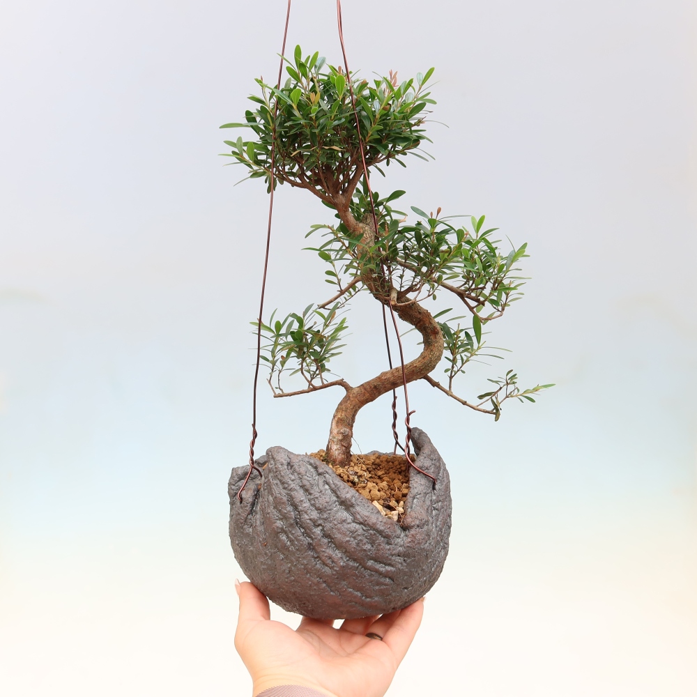 Kokedama kerámiában -Syzygium - Pimento fa