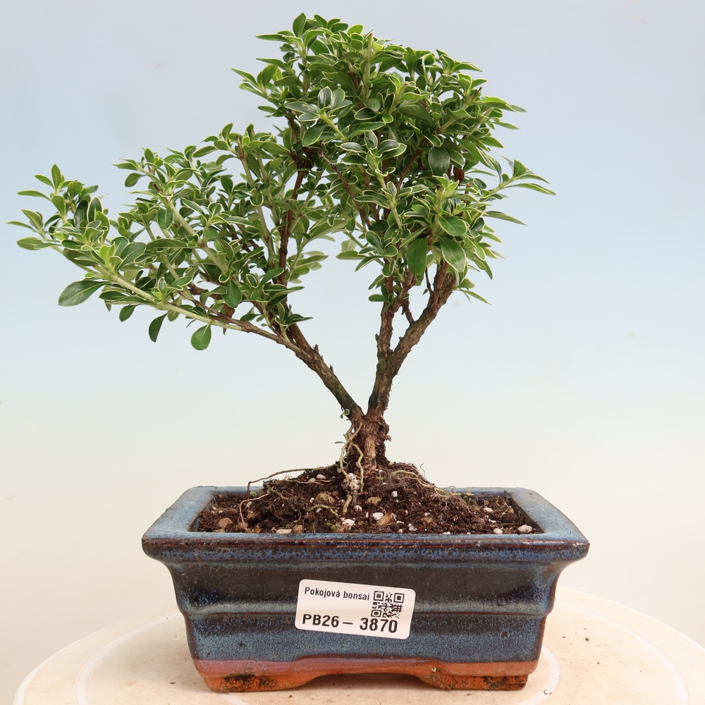 Szobai bonsai - Serissa foetida Variegata - Az ezer csillag fája