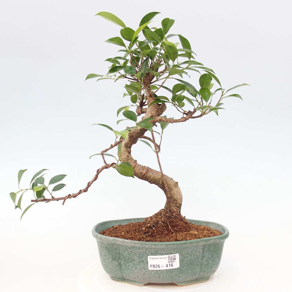 Szobai bonsai - Ficus retusa - kislevelű fikusz