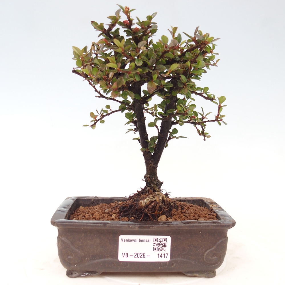 Kültéri bonsai - Cotoneaster horizontalis - Rocky Mountain