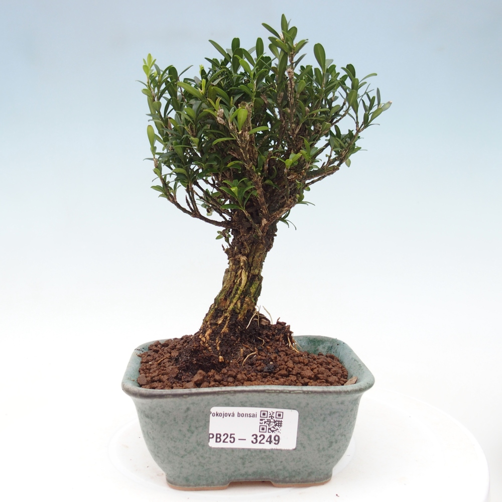 Szobai bonsai - Buxus harlandii - parafa buxus