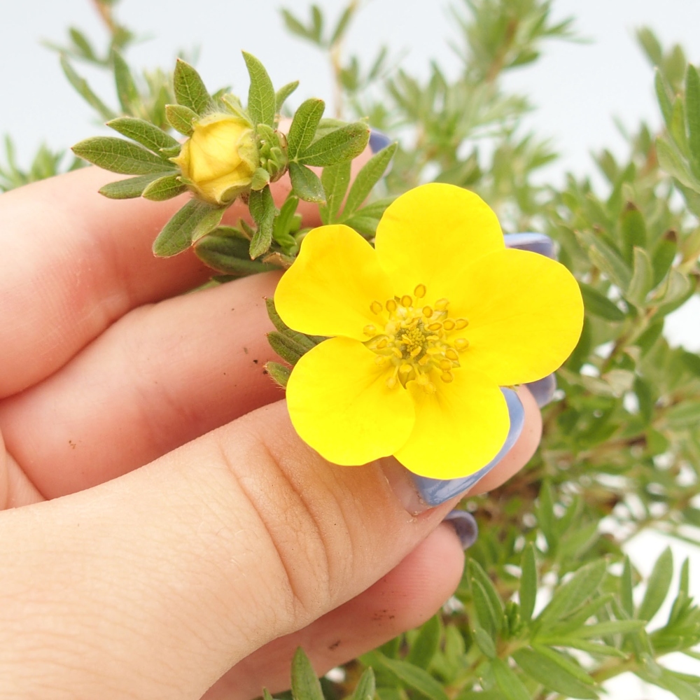 Kültéri bonsai - Potentila fruticosa sárga Bird
