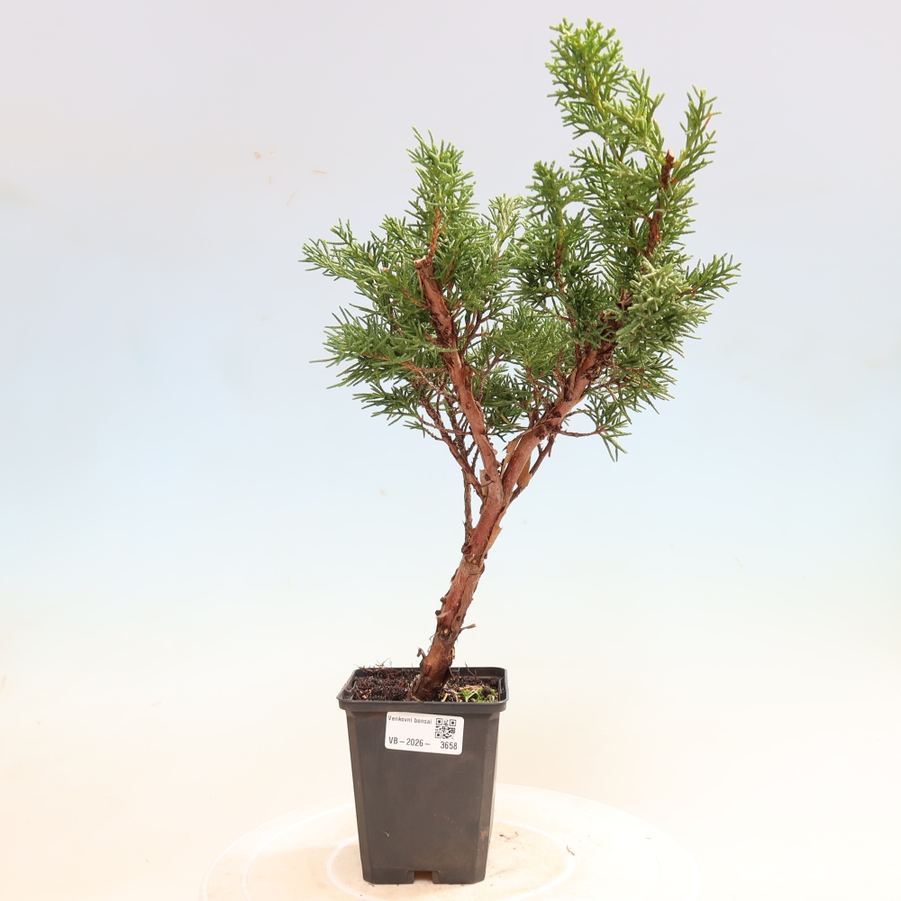 Kültéri bonsai - Juniperus chinensis Kishu