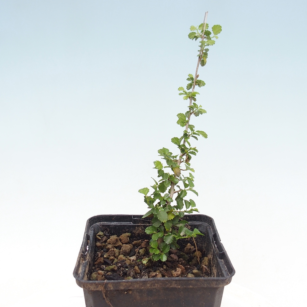 Szobai bonsai - Grewia sp. - Grewia small-leaves konténerben
