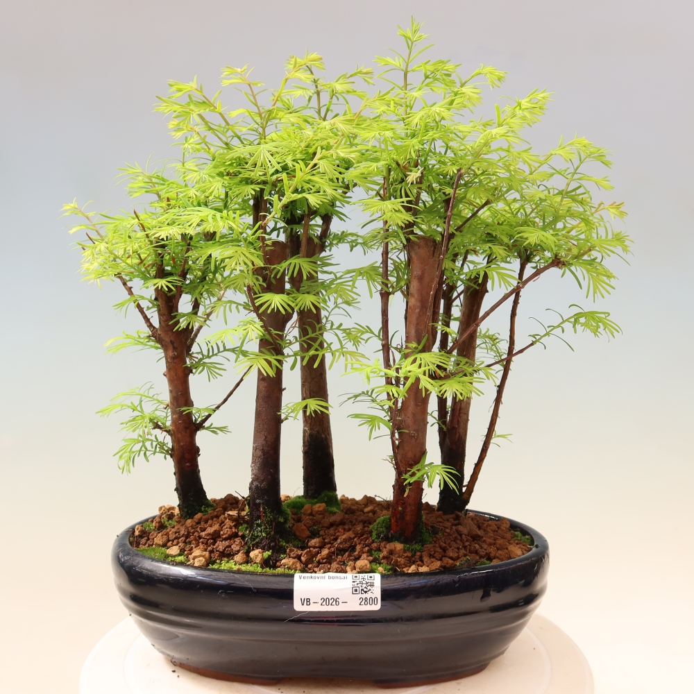 Kültéri bonsai – Metasequoia glyptostroboides – kínai metasequoia – kis erdő