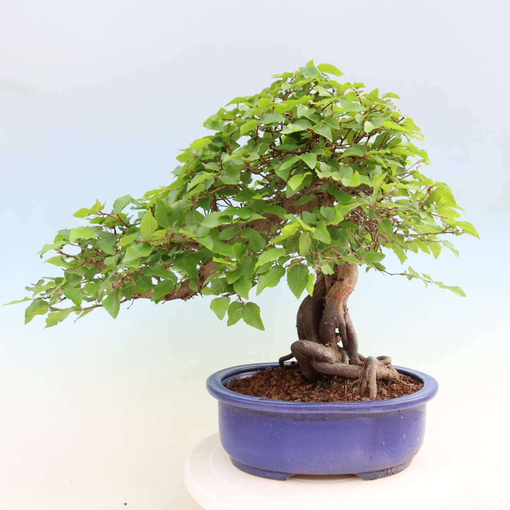 Kültéri bonsai -Carpinus Coreana - Koreai gyertyánfa