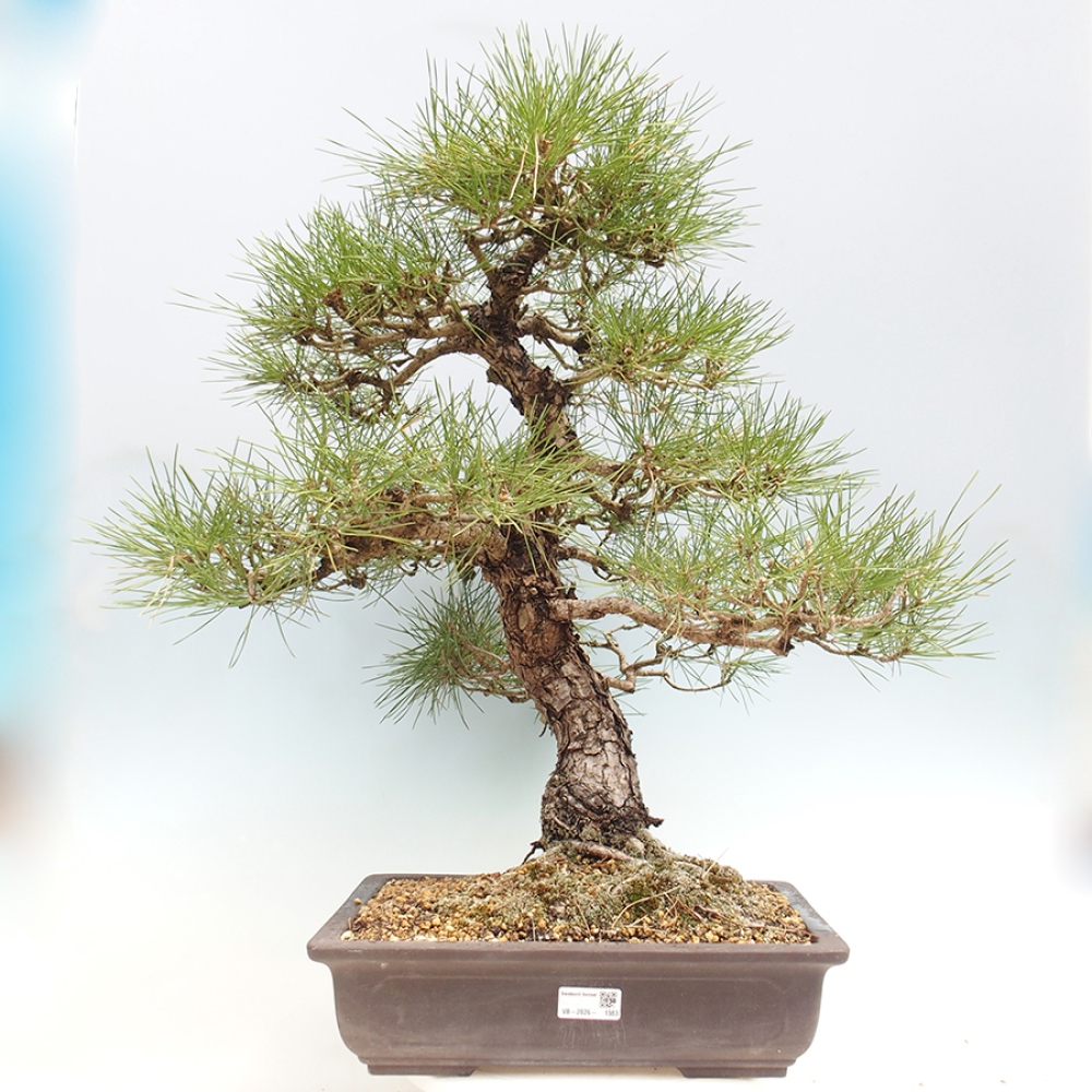 Kültéri bonsai - Pinus thunbergii - Thunberg fenyő