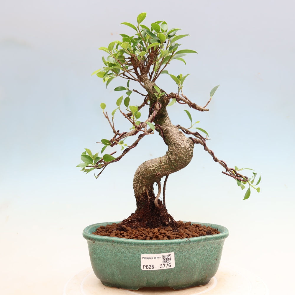 Szobai bonsai - Ficus kimmen - kislevelű fikusz