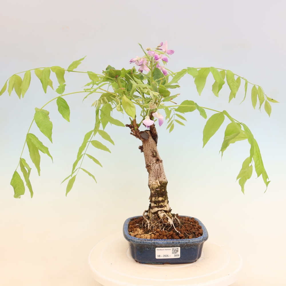 Kültéri bonsai - Wisteria floribunda