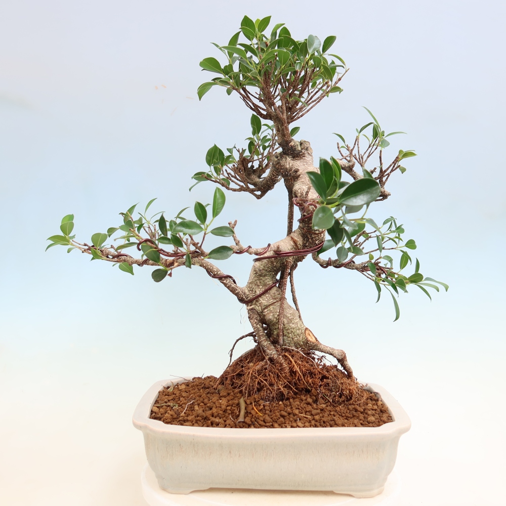 Szobai bonsai - Ficus kimmen - kislevelű fikusz