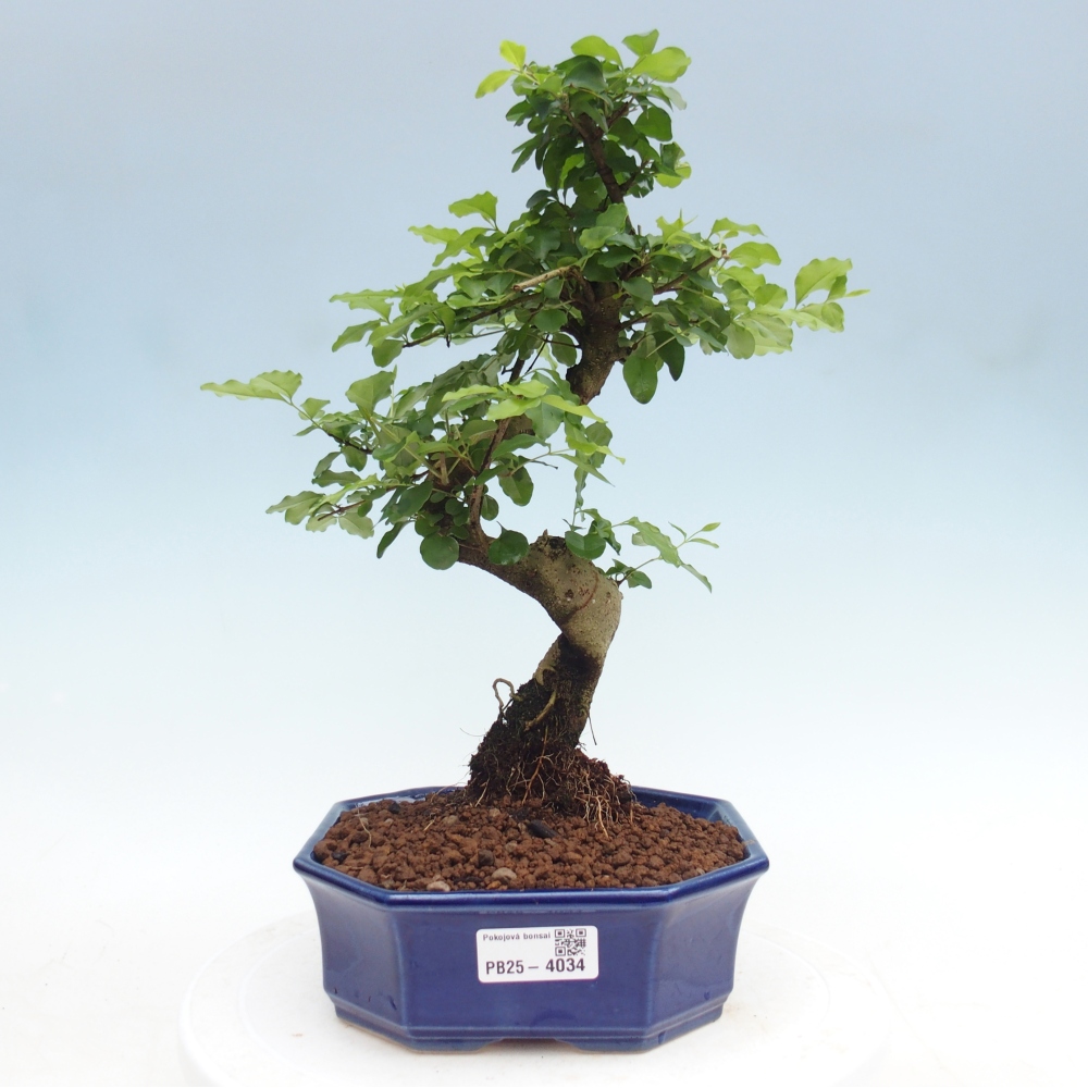 Szobai bonsai -Ligustrum chinensis - Madárcsőr