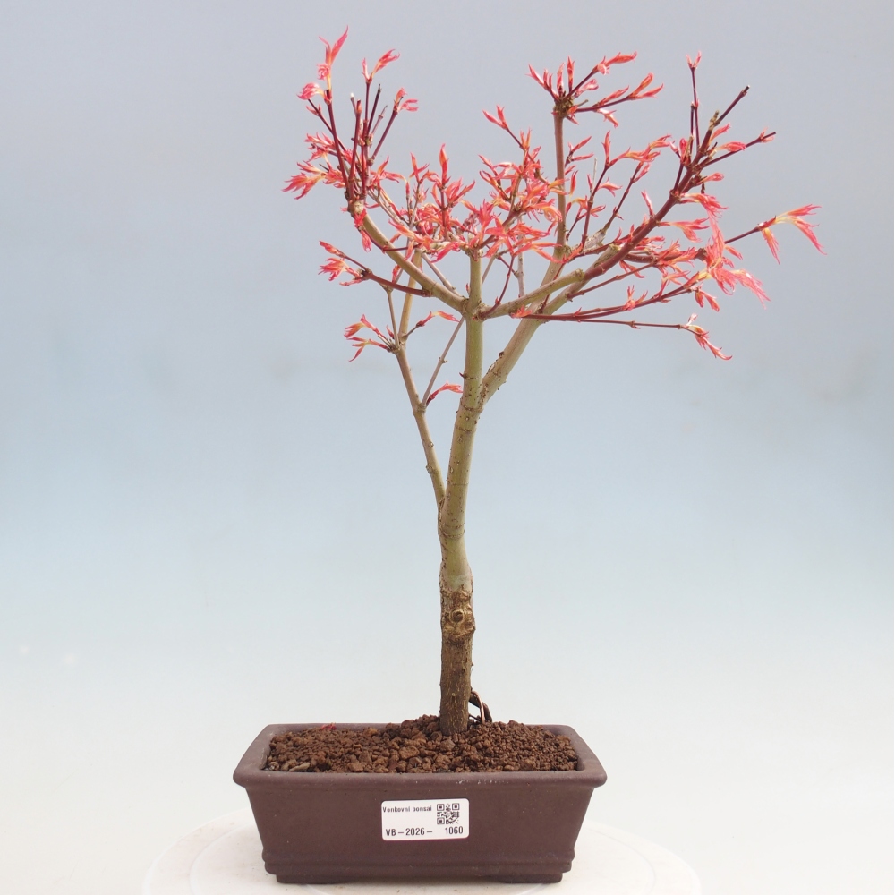 Juhar - Acer palmatum Beni Tsukasa