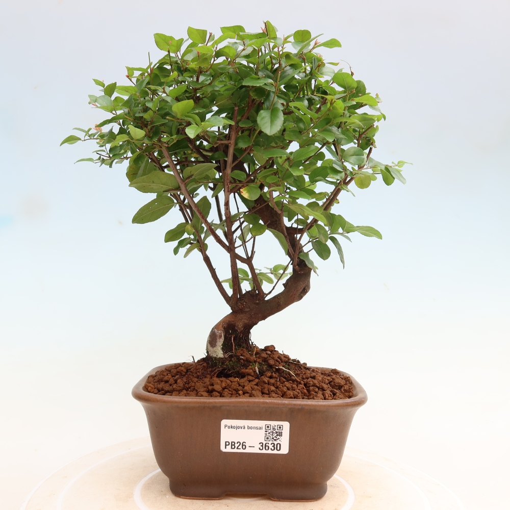 Szobai bonsai - Sageretia thea - Sageretia thea