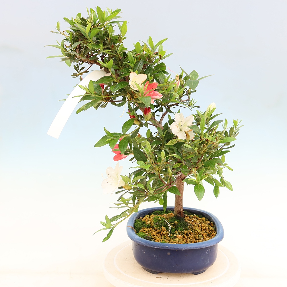 Kültéri bonsai - Japán azálea - Azalea Senhime