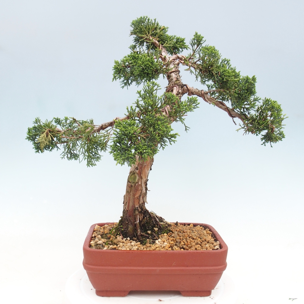 Kültéri bonsai - Juniperus chinensis Kishu