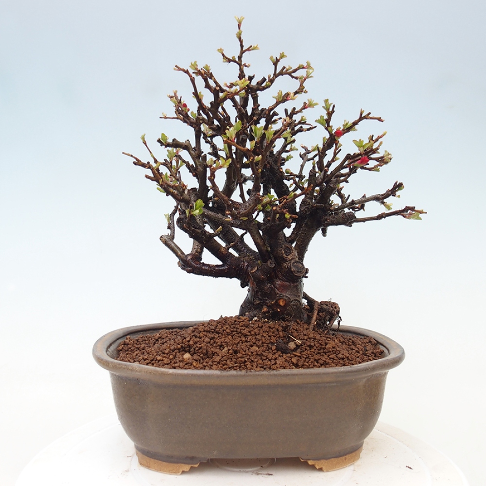 Kültéri bonsai - Chaneomeles speciosa - birs
