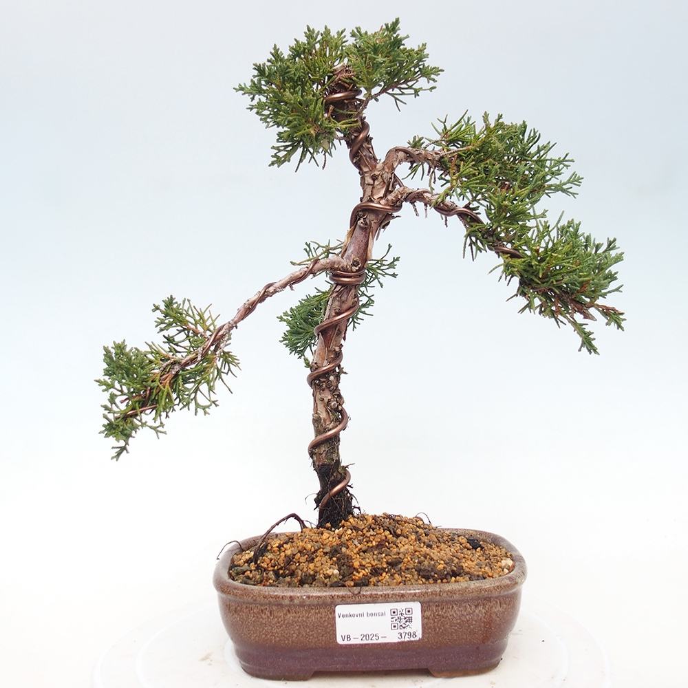 Kültéri bonsai - Juniperus chinensis Kishu