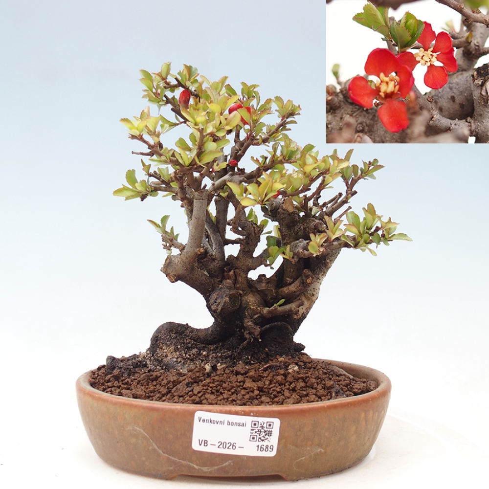 Kültéri bonsai - Chaneomeles speciosa - birs