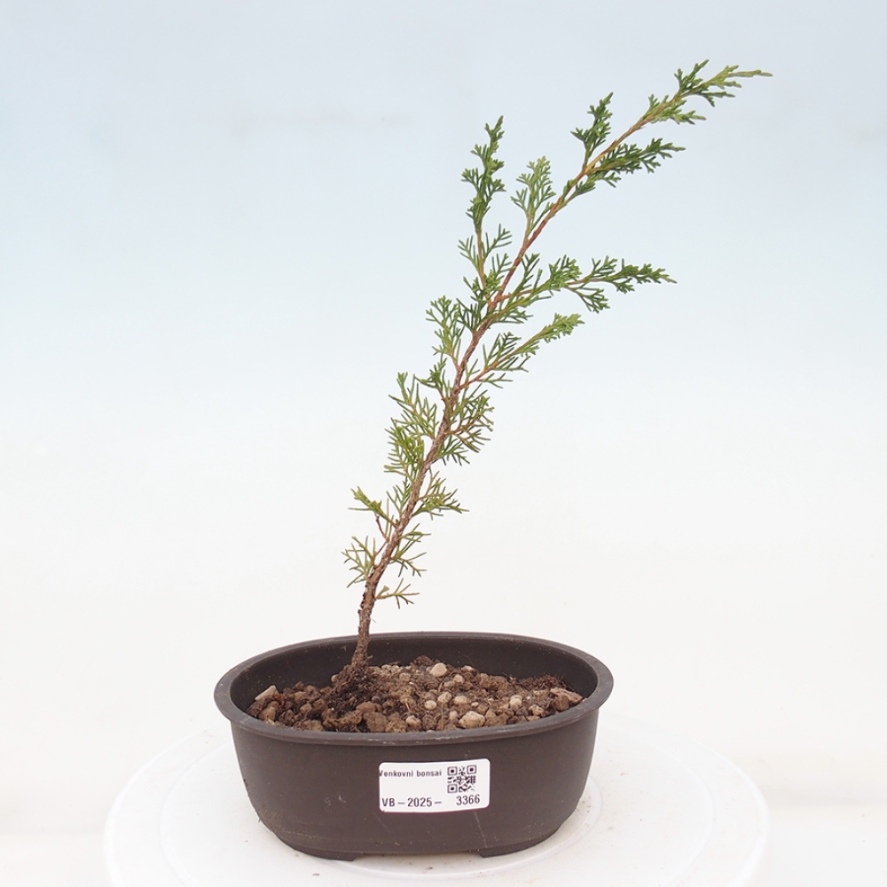 Kültéri bonsai - Juniperus chinensis Itoigawa