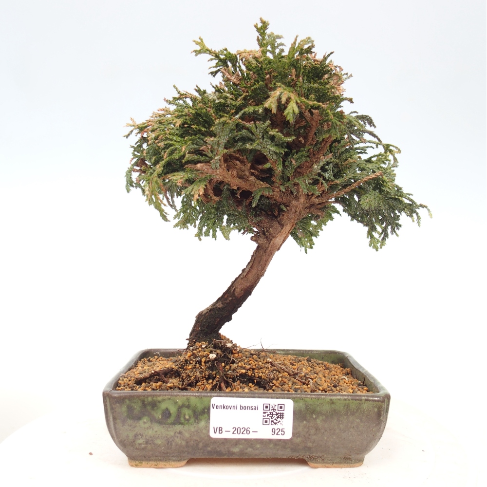 Kültéri bonsai - Cham.pis Parslori - ciprus