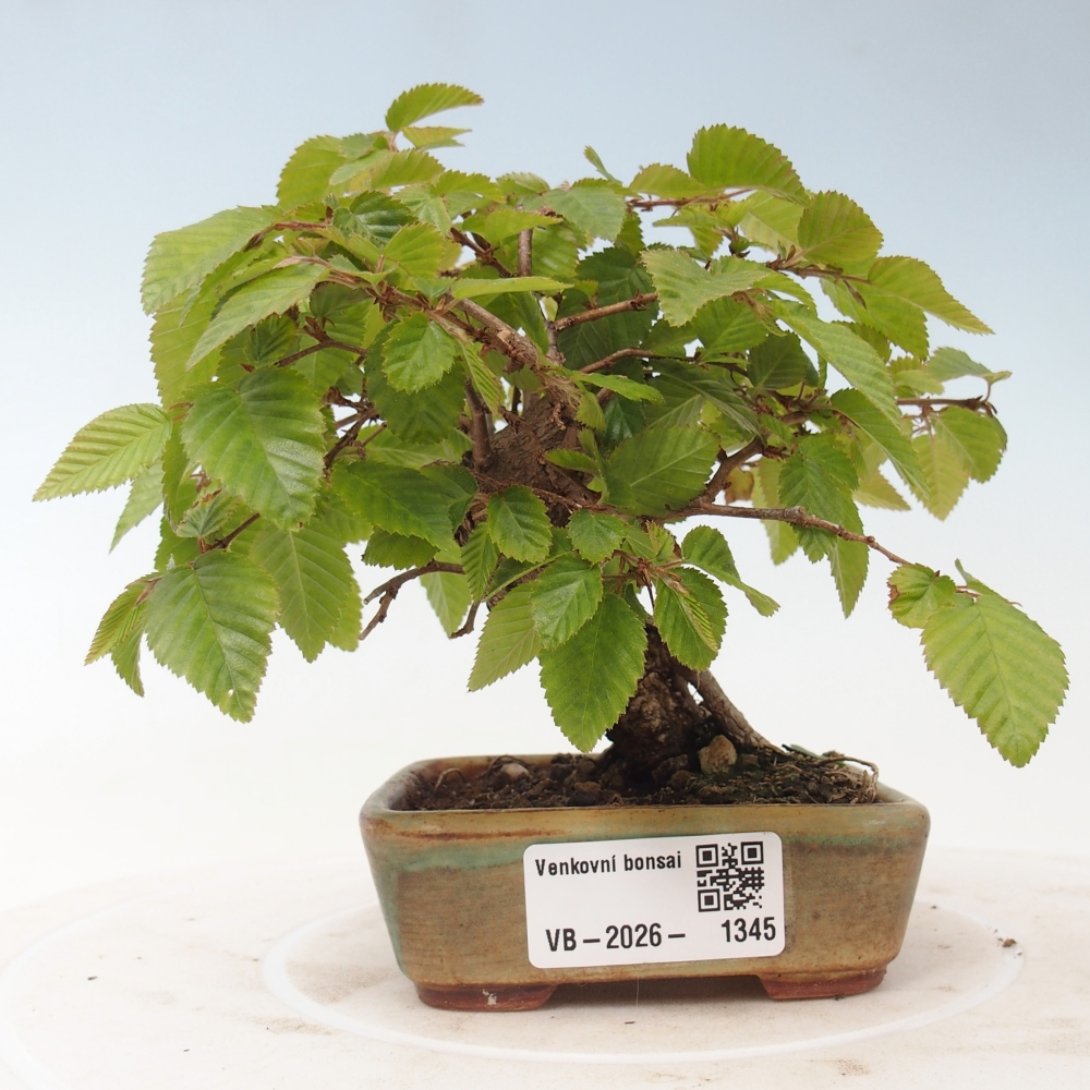 Kültéri bonsai -Carpinus CARPINOIDES - Koreai gyertyánfa
