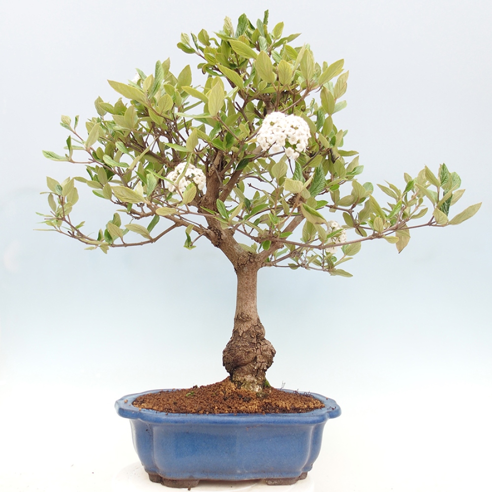 Kültéri bonsai-Kalina Bodnanská - Viburum carlesii hemsi