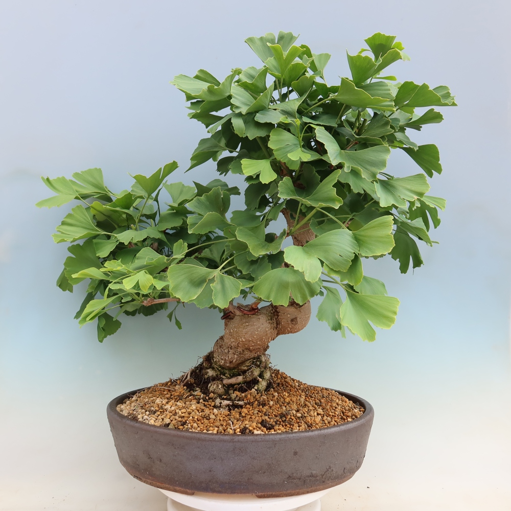 Kültéri bonsai - Ginkgo biloba - Ginkgo biloba