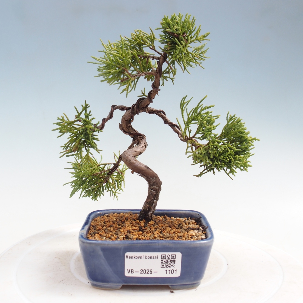 Kültéri bonsai - Juniperus chinensis Kishu