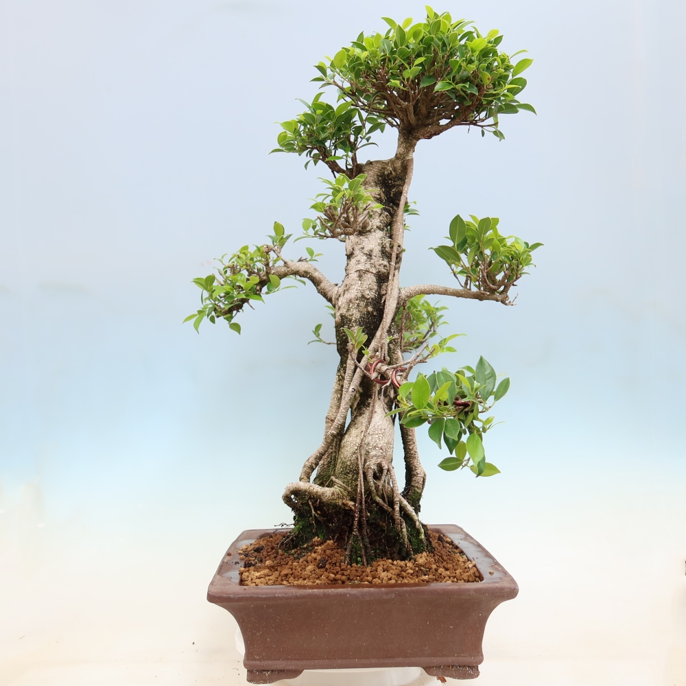 Szobai bonsai - Ficus kimmen - kislevelű fikusz