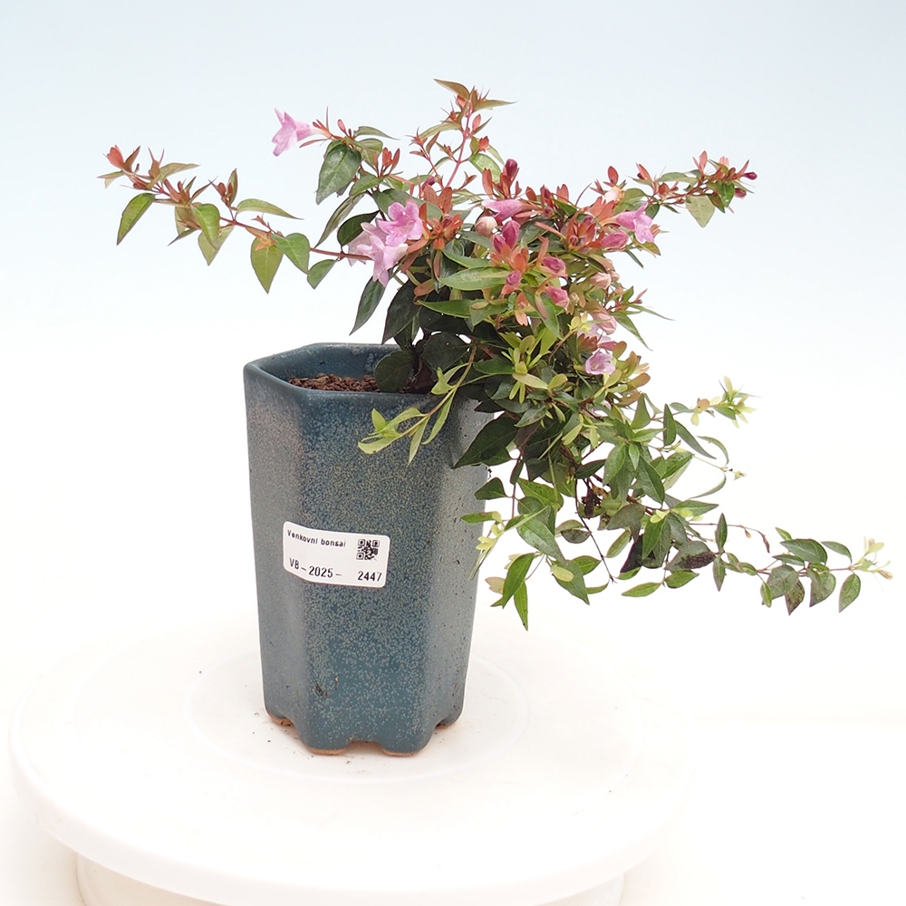 Kültéri bonsai - Abelia Grandiflora - Abelia grandiflora