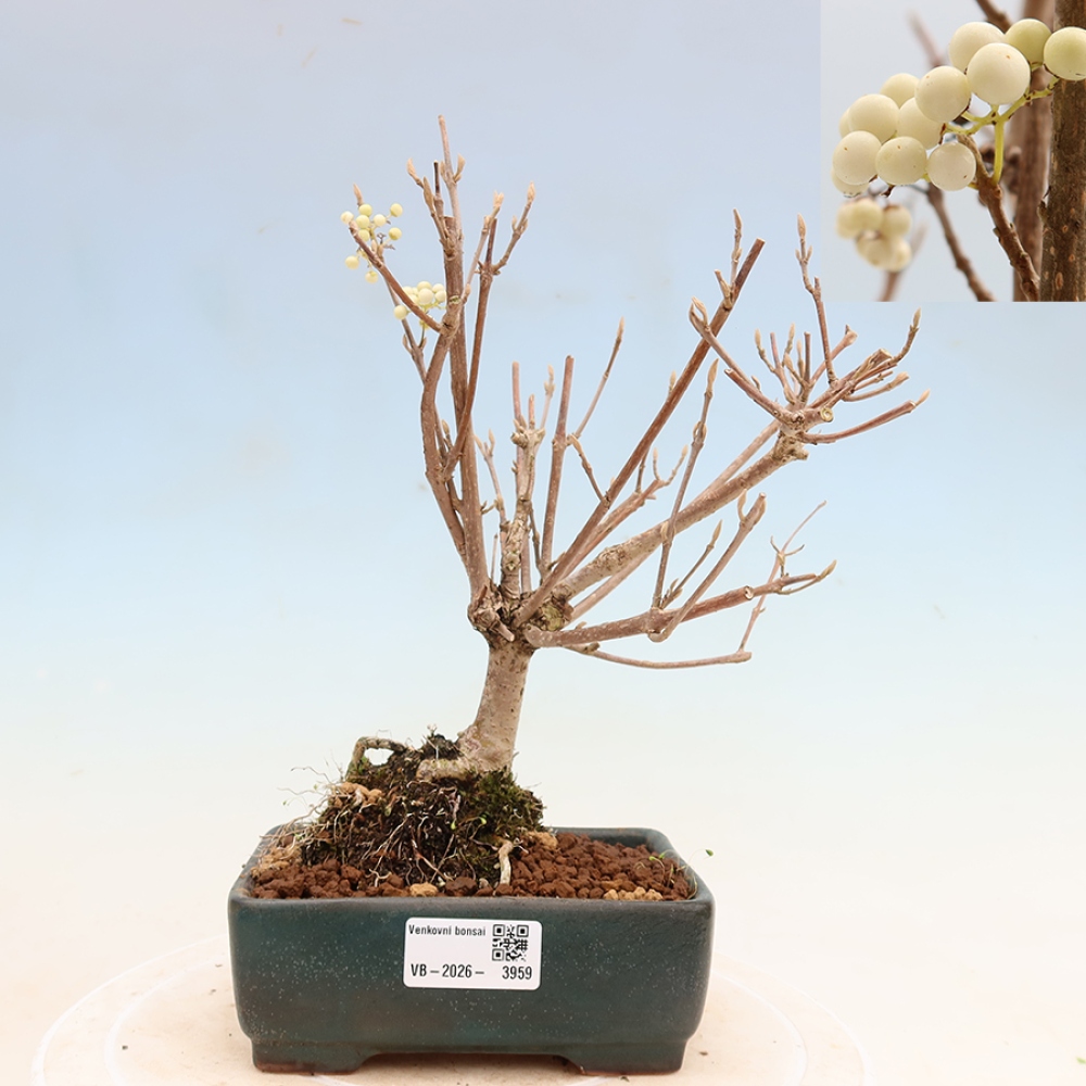 Kültéri bonsai – Callicarpa bodinieri Snowqueen – Gyönyörűtermésű bokor
