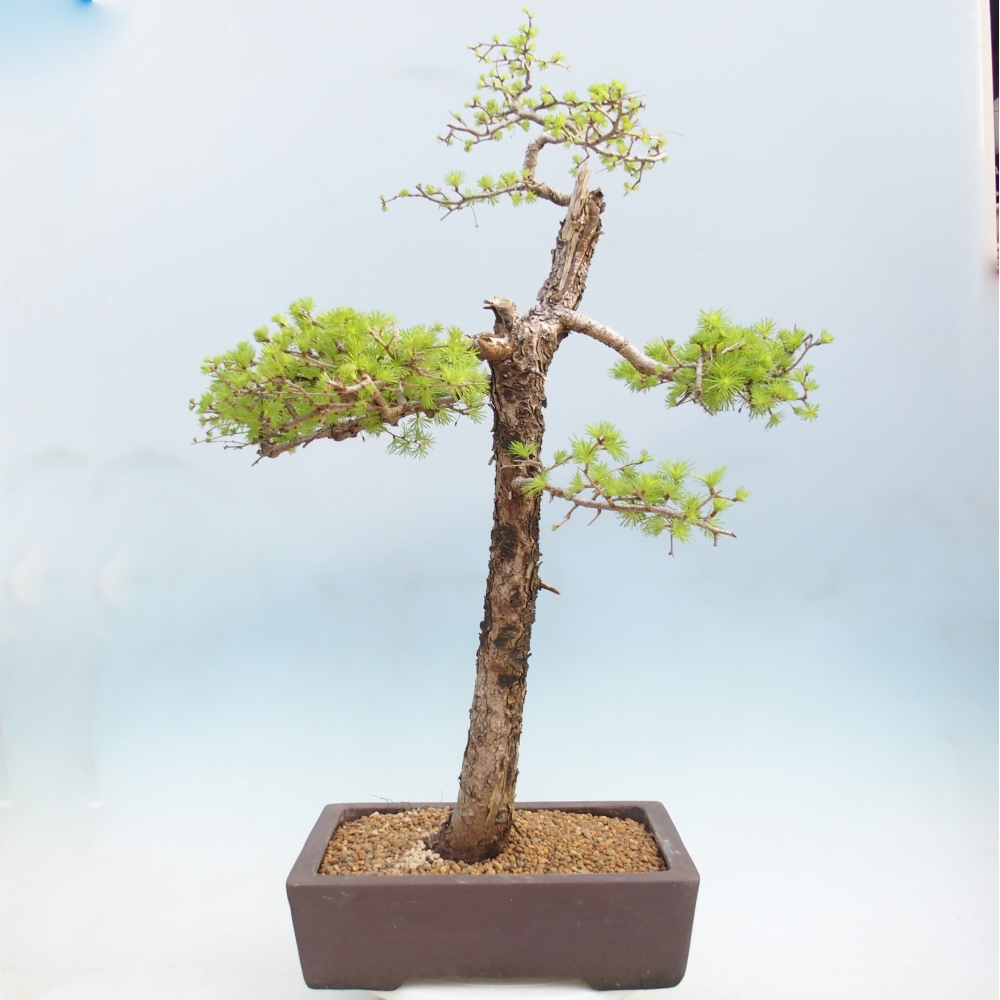 Kültéri bonsai - Larix decidua - vörösfenyő