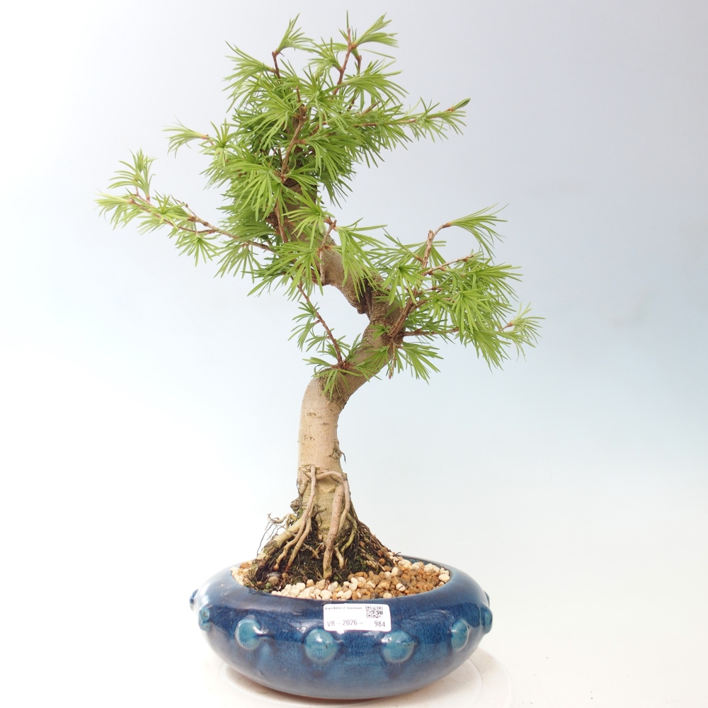 Kültéri bonsai -Pseudolarix amabis-Pseudolarix amabis-Pseudolarix amabis