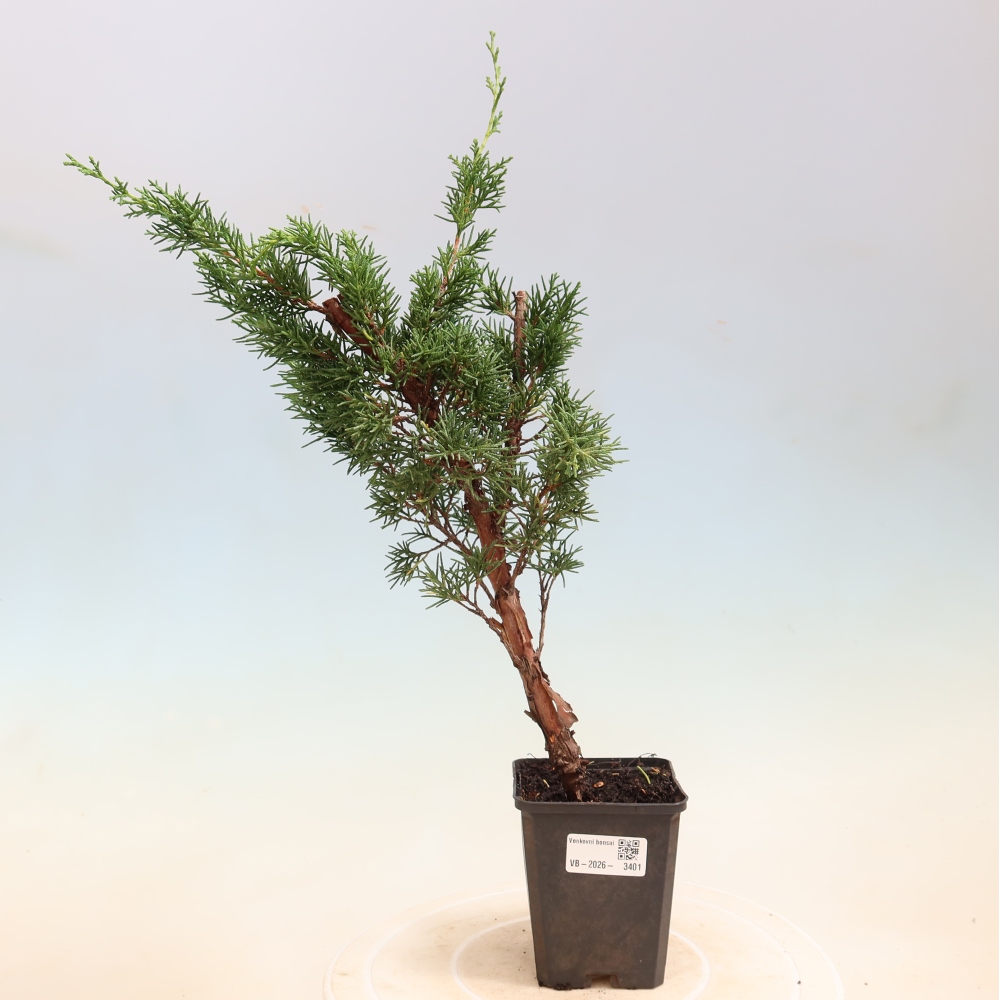 Kültéri bonsai - Juniperus chinensis Kishu