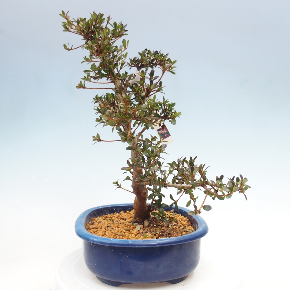 Kültéri bonsai - Japán azálea - Azalea Misaki