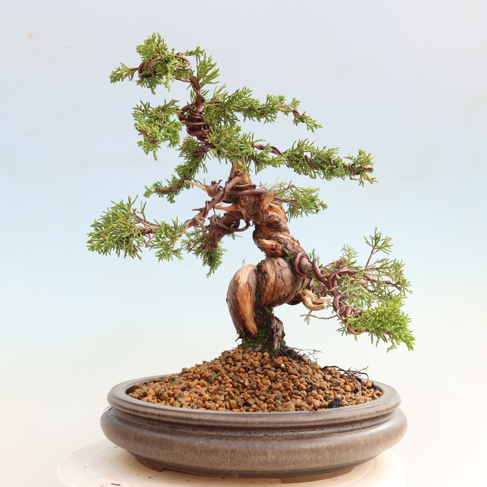 Kültéri bonsai - Juniperus chinensis Itoigawa-Juniperus chinensis