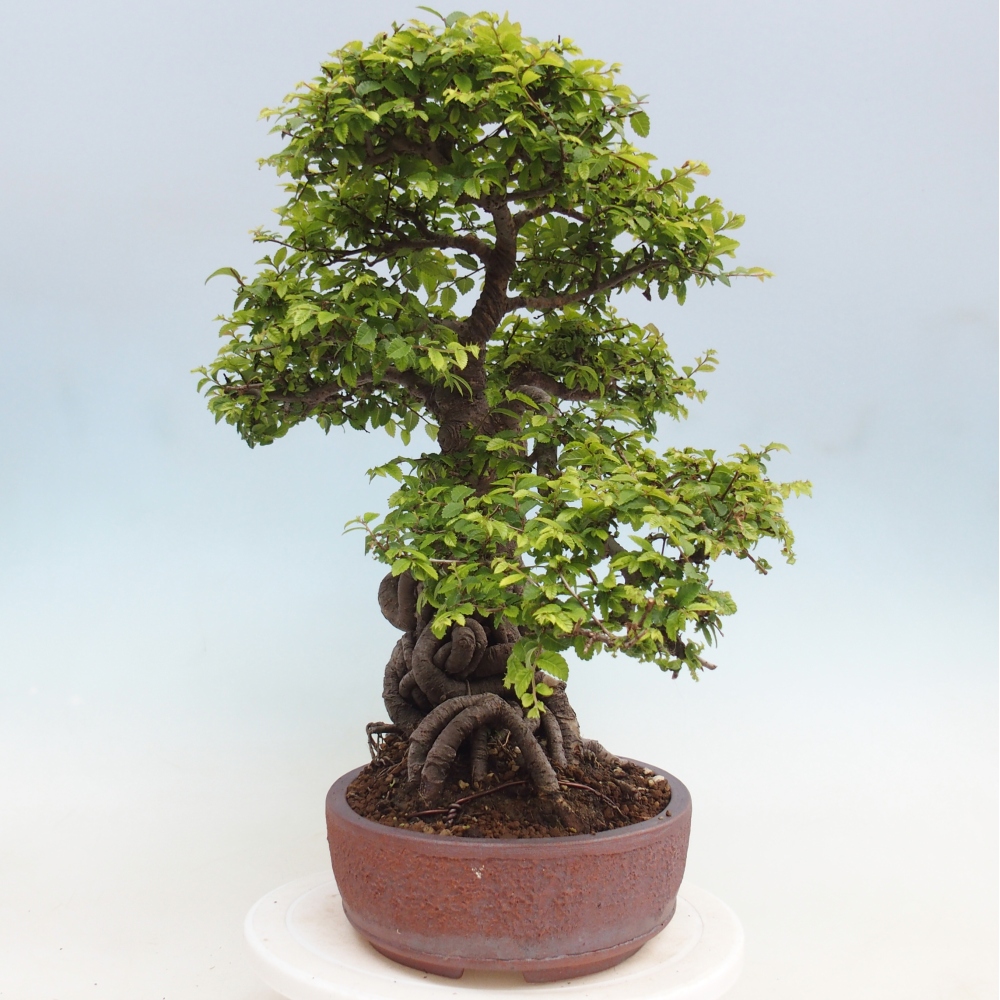 Kültéri bonsai - Ulmus parvifolia Hokkaido - Kínai szil - Ulmus parvifolia Hokkaido